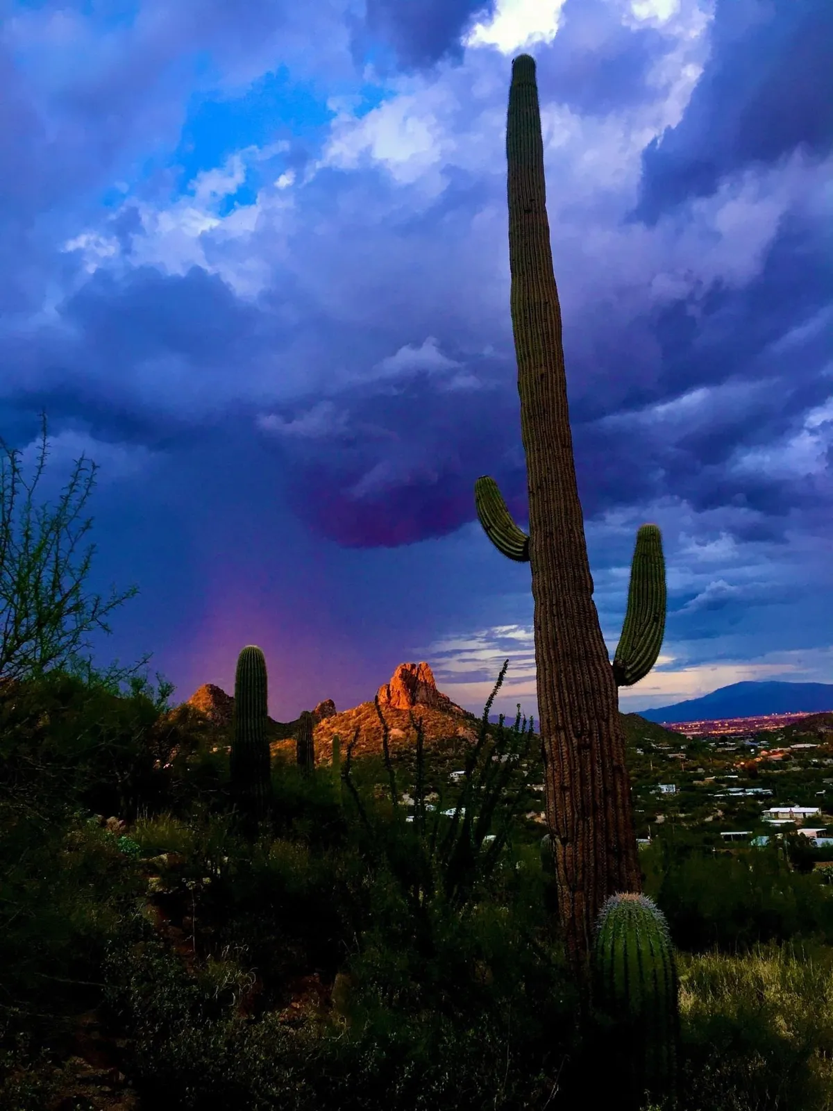 A picturesque exterior scene featuring a towering saguaro cactus, distinctive Arizona rock formations, and a colorful sky. The landscape suggests opportunities for hiking, wildlife spotting, and exploration in the local area.